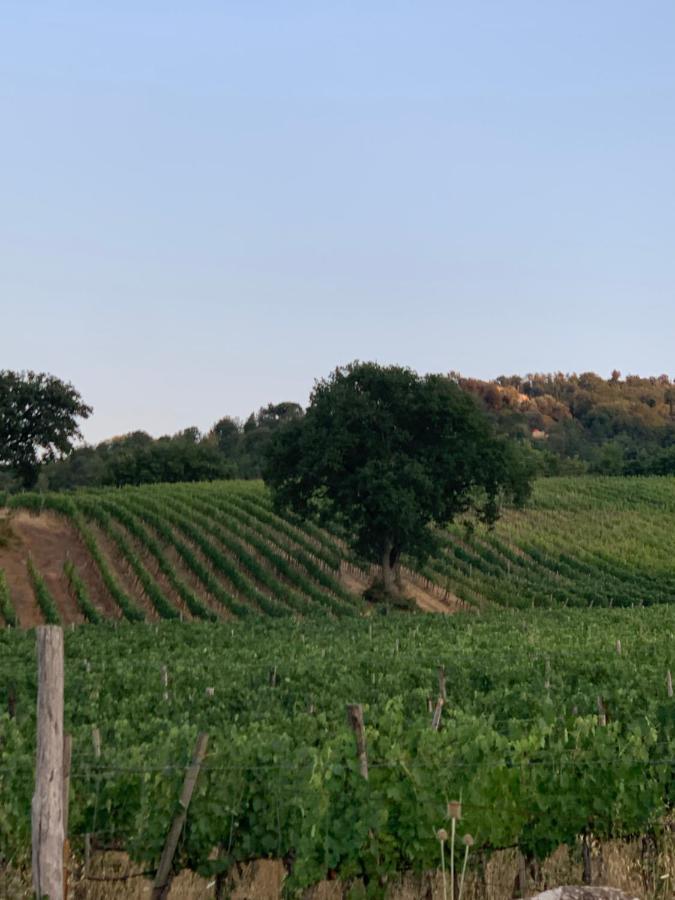 Podere Le Mulina 卡斯蒂戈隆·多尔希亚 外观 照片